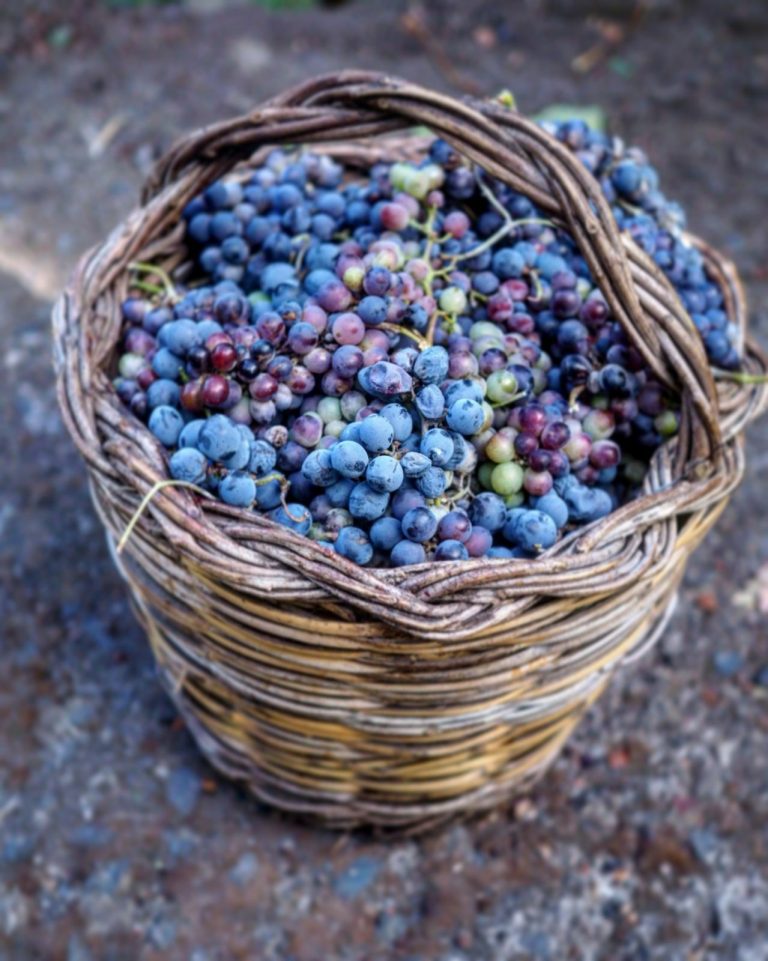 Vinonibali 02 768x961