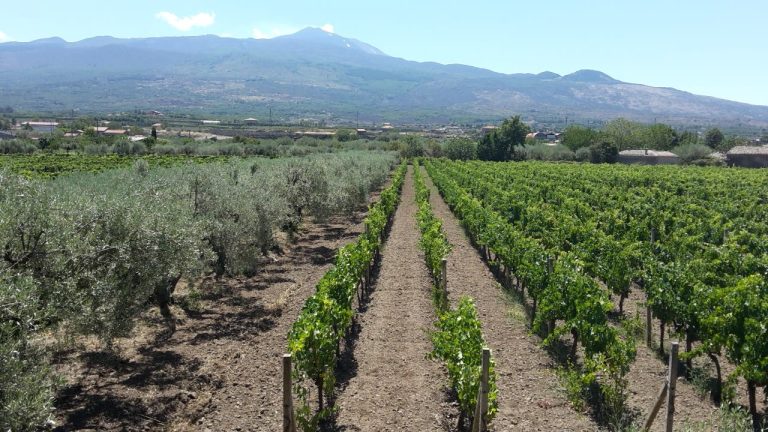 Sardo 04 768x432