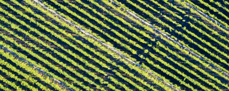 Iuppa 03 768x307
