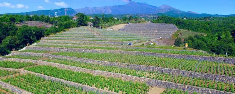 Iuppa 04 768x307