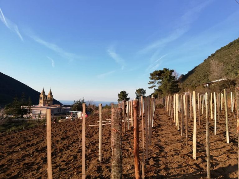 vigneri 02 768x576