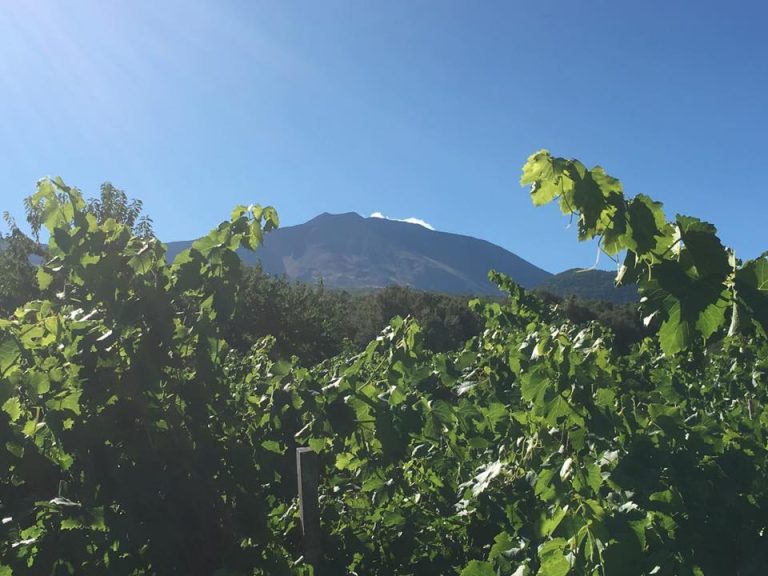 vigneri 03 768x576