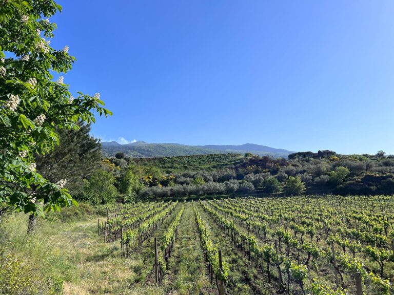 vini siciliano 768x576