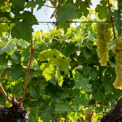 Azienda Vinicola Irene Badalà