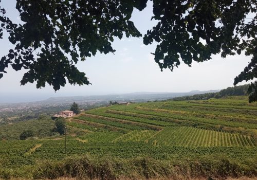 Vigneti "Barone di Villagrande" - Milo