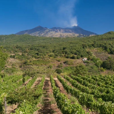 Tenuta Monte Gorna